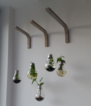 plantes dans des ampoules